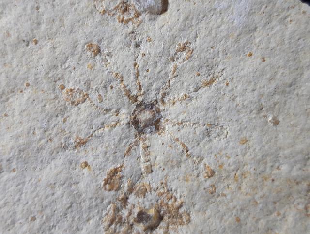 Saccocoma tenella (GOLDFUSS 1831) - Bild © FossNet FossilienStore